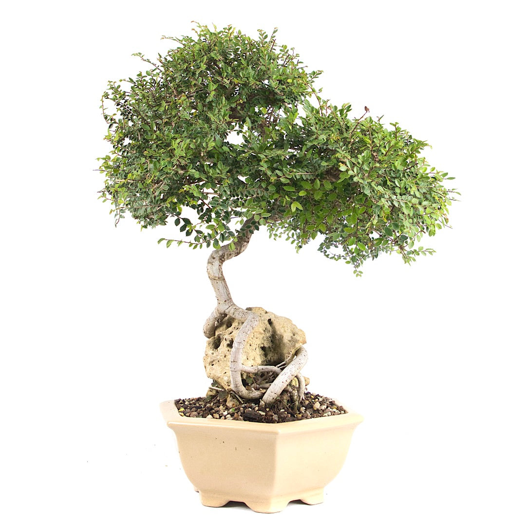 Chinesische Ulme 'Zelkova parvifolia'