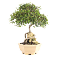 Chinesische Ulme 'Zelkova parvifolia'