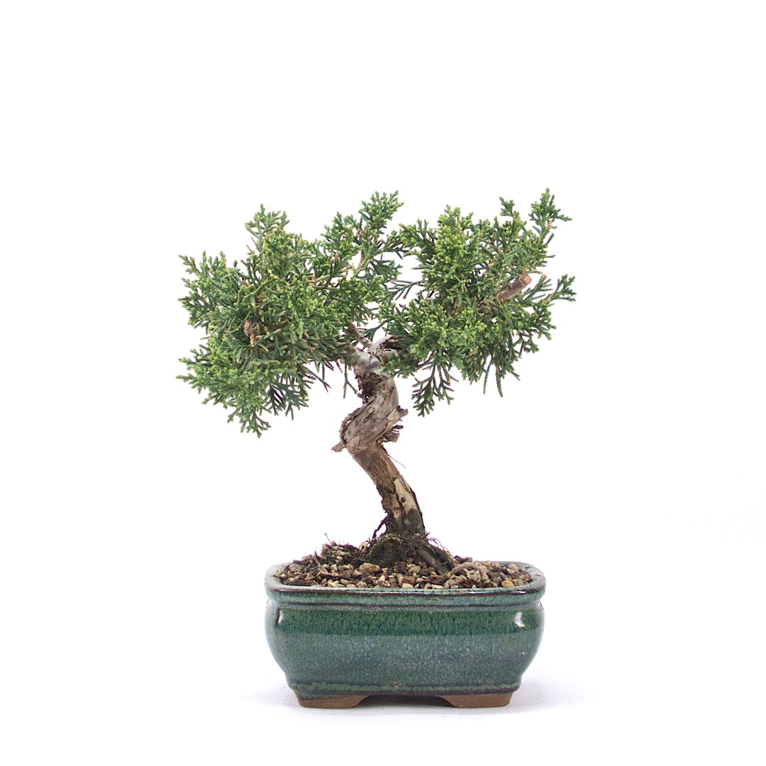 Chinesischer Wacholder 'Juniperus chinensis kyushu'