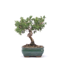 Chinesischer Wacholder 'Juniperus chinensis kyushu'