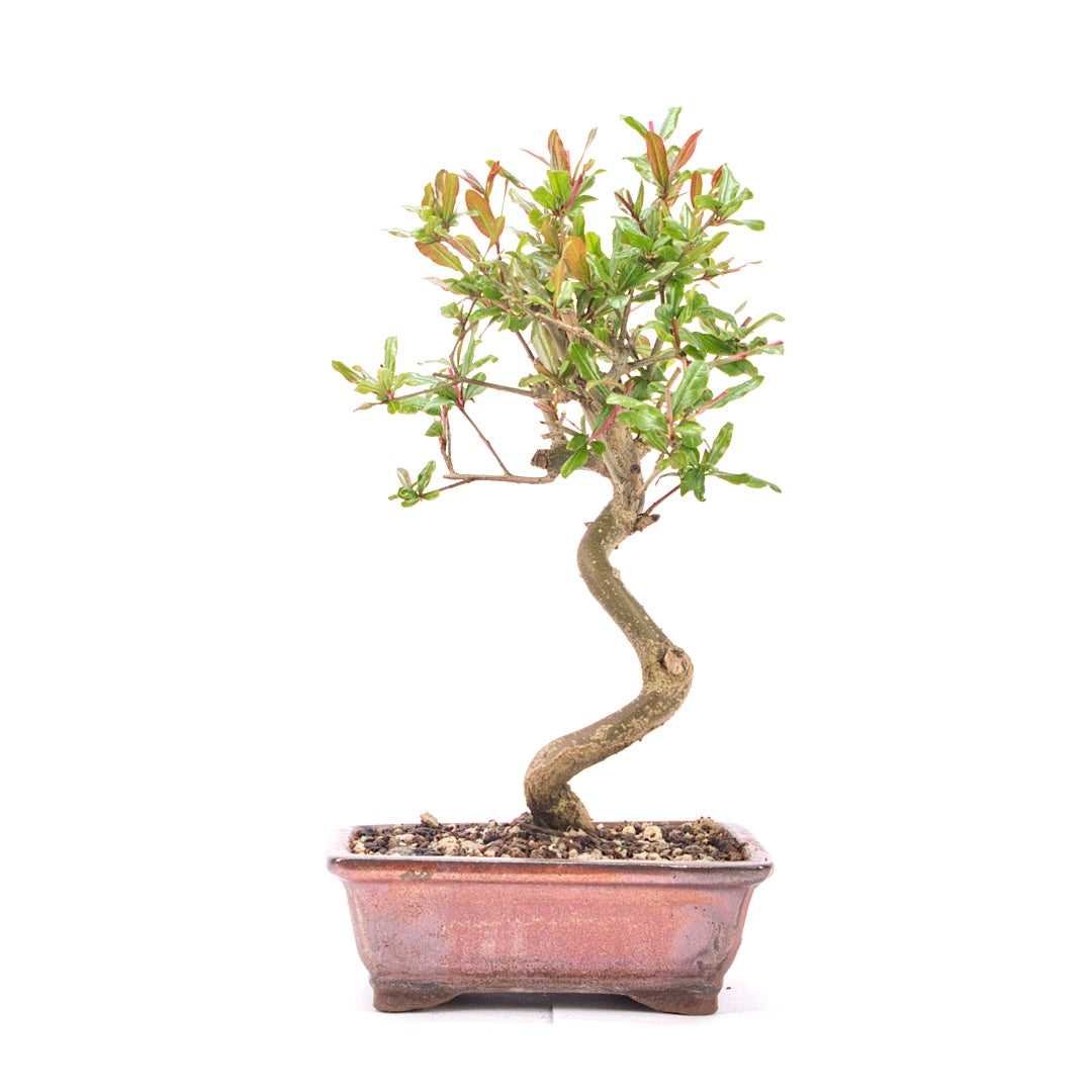 Granatapfel 'Punica granatum'