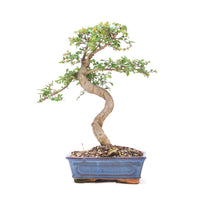 Chinesische Ulme 'Zelkova parvifolia'