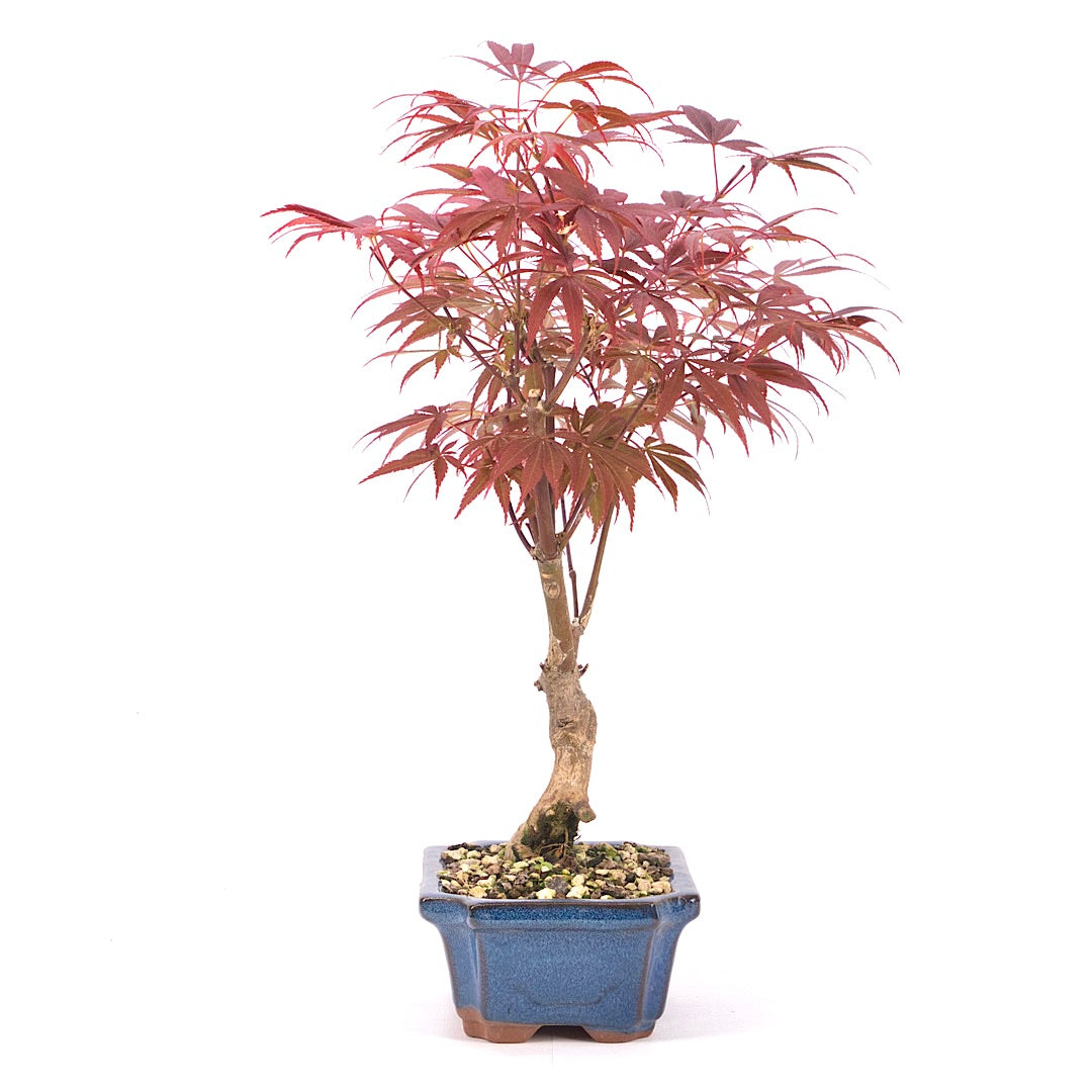 Fächer-Ahorn 'Acer palmatum 'Deshojo'