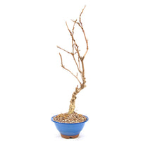 Blauregen 'Wisteria floribunda'