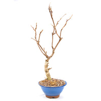 Blauregen 'Wisteria floribunda'