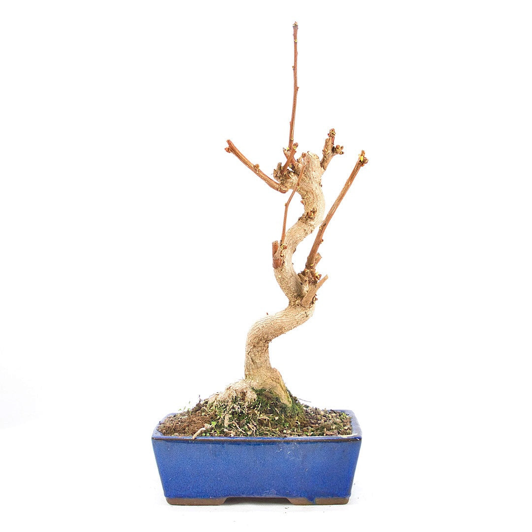 Ginkgo biloba 'Fächerblattbaum'