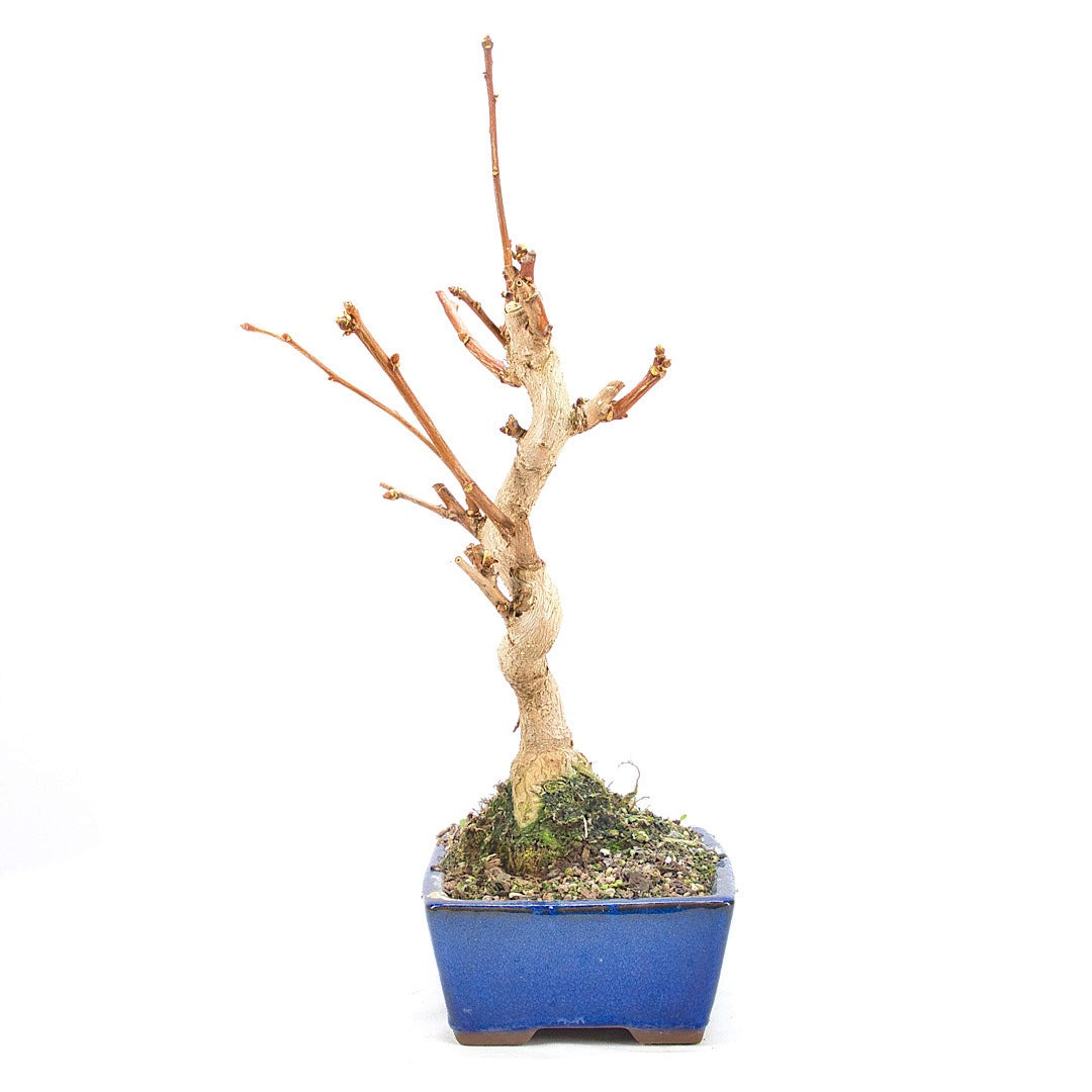 Ginkgo biloba 'Fächerblattbaum'