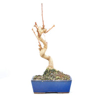 Ginkgo biloba 'Fächerblattbaum'