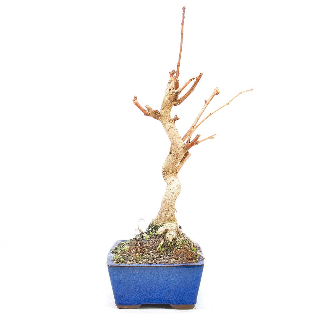 Ginkgo biloba 'Fächerblattbaum'