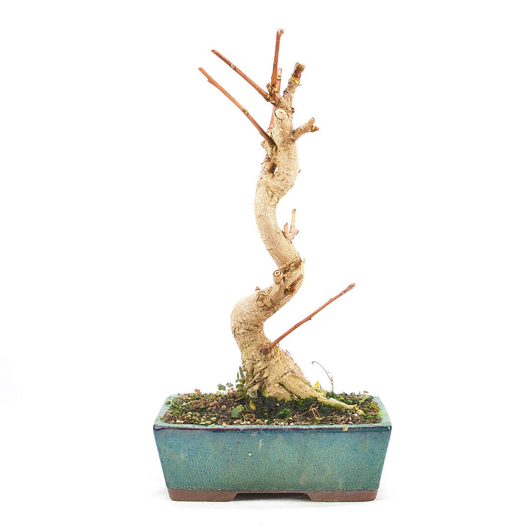 Ginkgo biloba 'Fächerblattbaum'