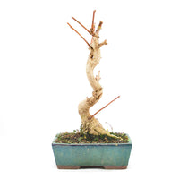 Ginkgo biloba 'Fächerblattbaum'