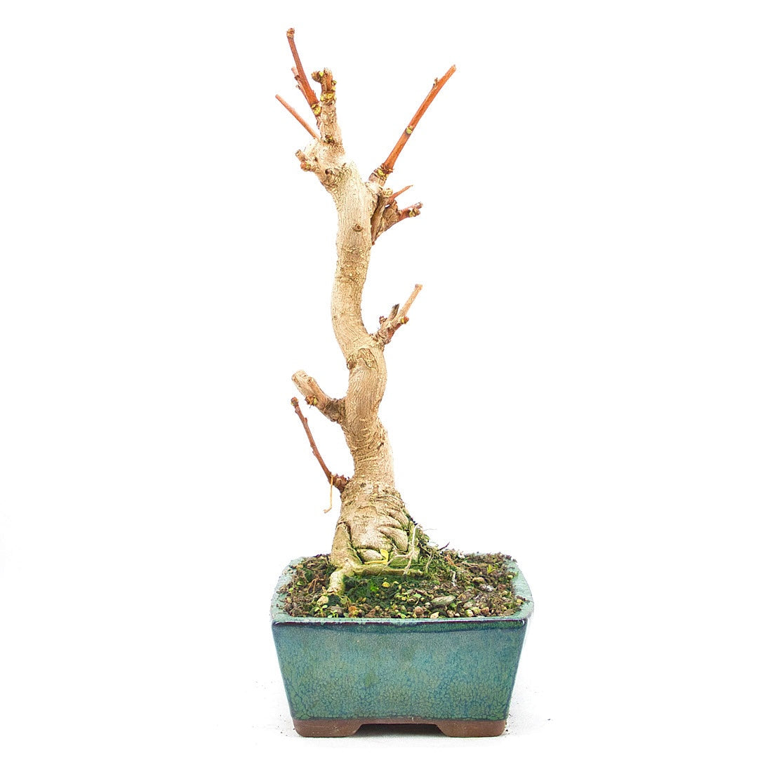 Ginkgo biloba 'Fächerblattbaum'