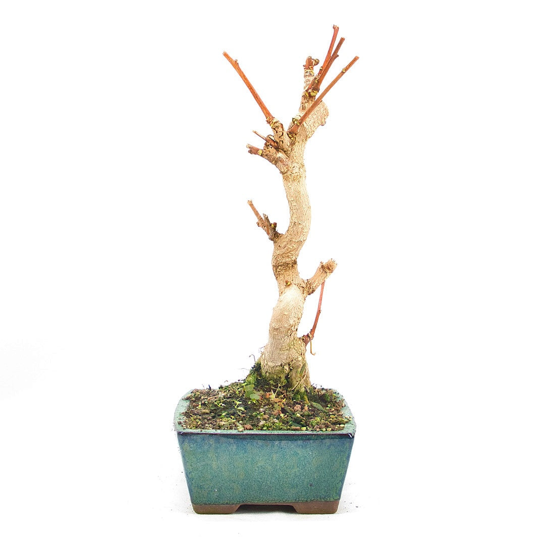 Ginkgo biloba 'Fächerblattbaum'