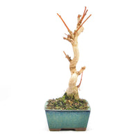 Ginkgo biloba 'Fächerblattbaum'