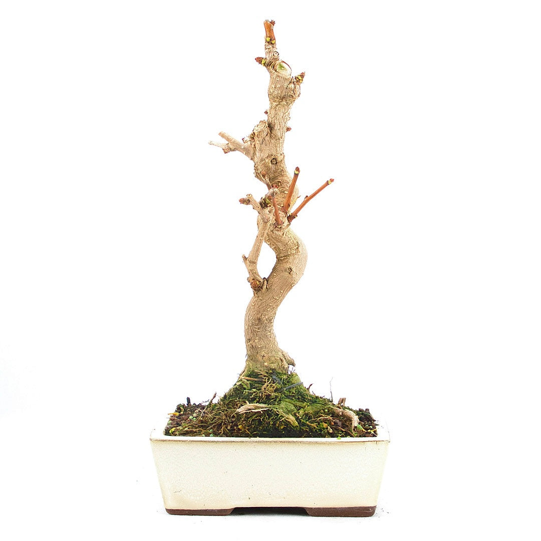 Ginkgo biloba 'Fächerblattbaum'