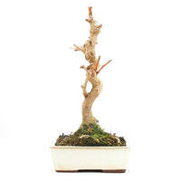 Ginkgo biloba 'Fächerblattbaum'