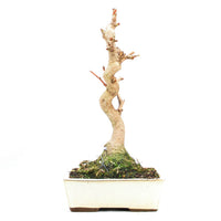 Ginkgo biloba 'Fächerblattbaum'