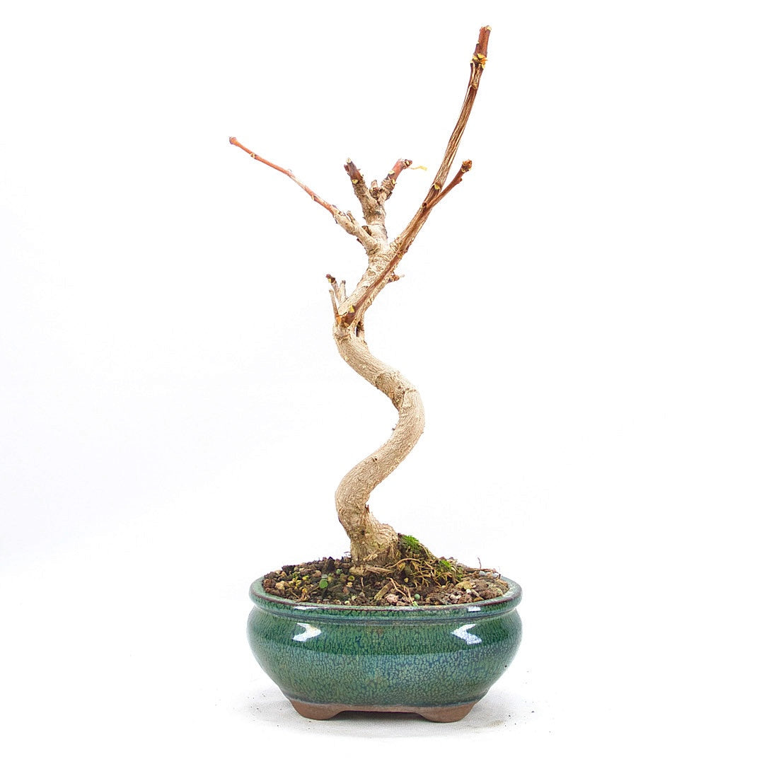 Ginkgo biloba 'Fächerblattbaum'