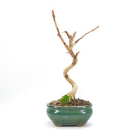 Ginkgo biloba 'Fächerblattbaum'