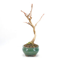 Ginkgo biloba 'Fächerblattbaum'