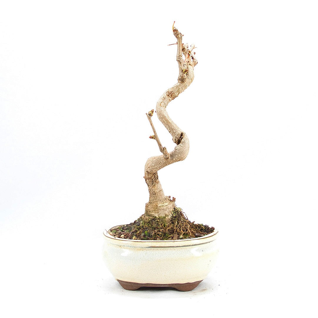 Ginkgo biloba 'Fächerblattbaum'