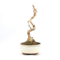 Ginkgo biloba 'Fächerblattbaum'