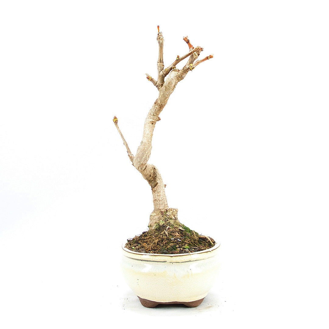 Ginkgo biloba 'Fächerblattbaum'