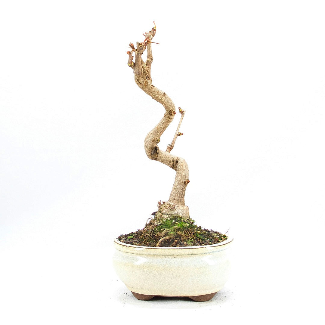 Ginkgo biloba 'Fächerblattbaum'