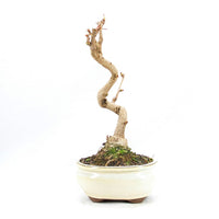 Ginkgo biloba 'Fächerblattbaum'