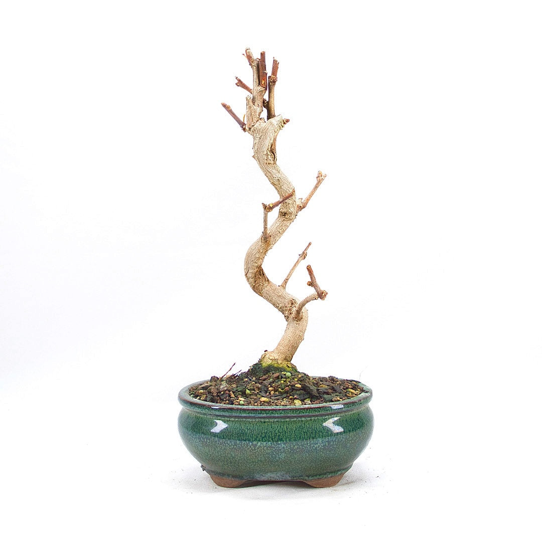 Ginkgo biloba 'Fächerblattbaum'