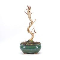 Ginkgo biloba 'Fächerblattbaum'