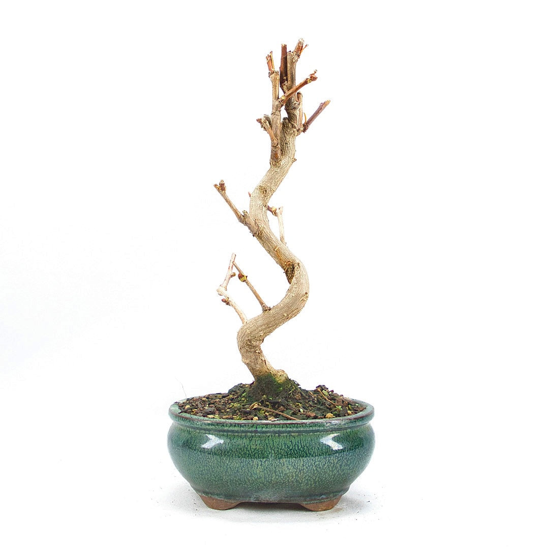 Ginkgo biloba 'Fächerblattbaum'