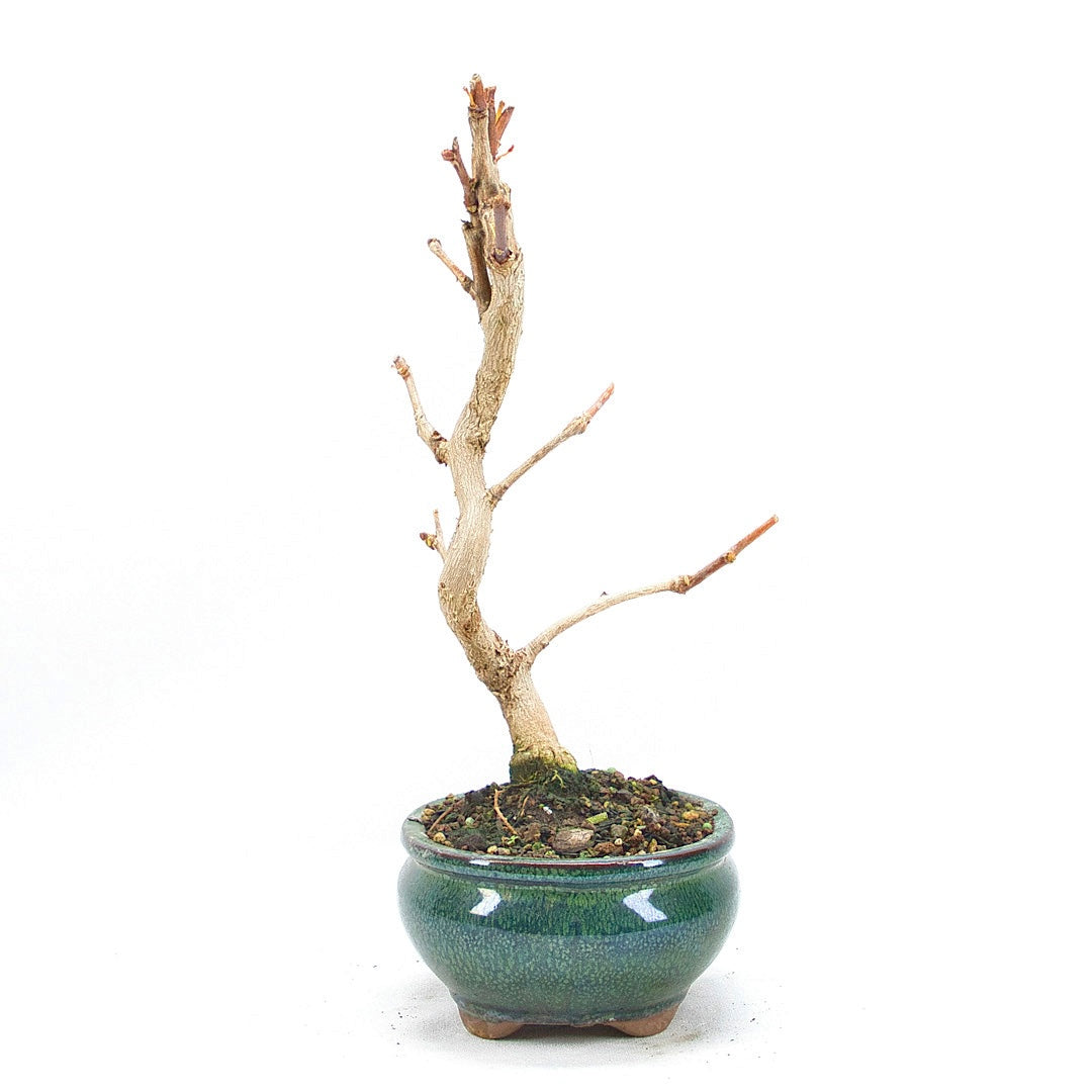 Ginkgo biloba 'Fächerblattbaum'