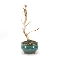 Ginkgo biloba 'Fächerblattbaum'