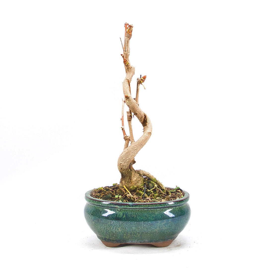 Ginkgo biloba 'Fächerblattbaum'