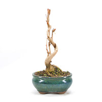 Ginkgo biloba 'Fächerblattbaum'