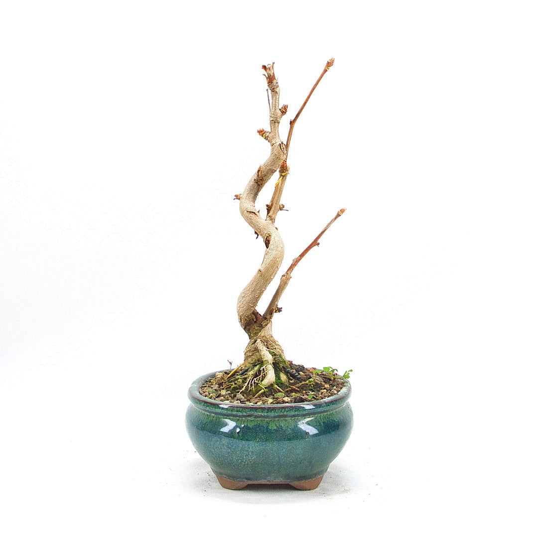 Ginkgo biloba 'Fächerblattbaum'