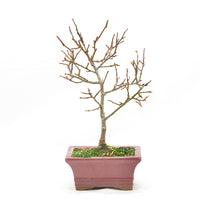 Japanische Winterbeere ' Ilex serrata'