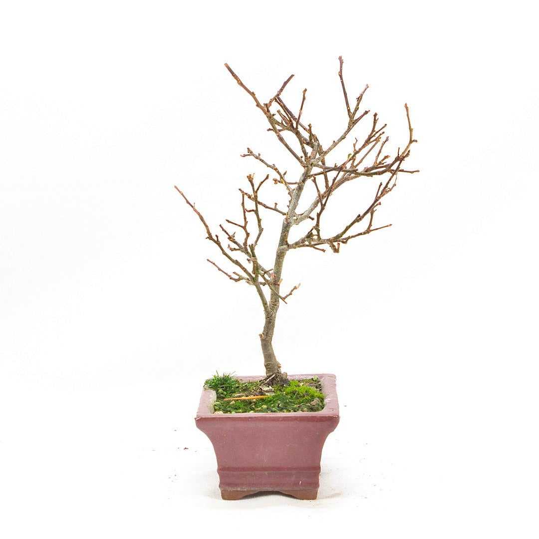 Japanische Winterbeere ' Ilex serrata'