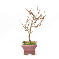 Japanische Winterbeere ' Ilex serrata'