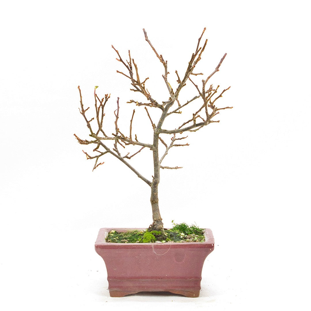 Japanische Winterbeere ' Ilex serrata'