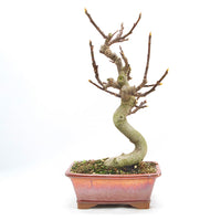 Essfeige 'Ficus carica'