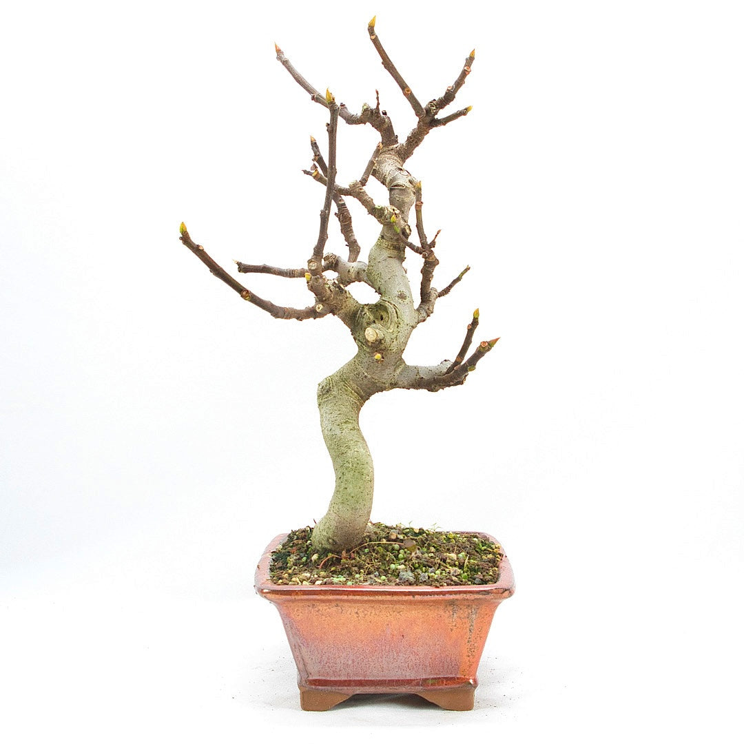 Essfeige 'Ficus carica'