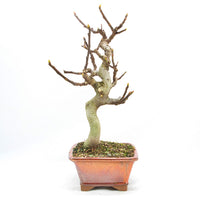 Essfeige 'Ficus carica'