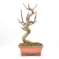 Essfeige 'Ficus carica'