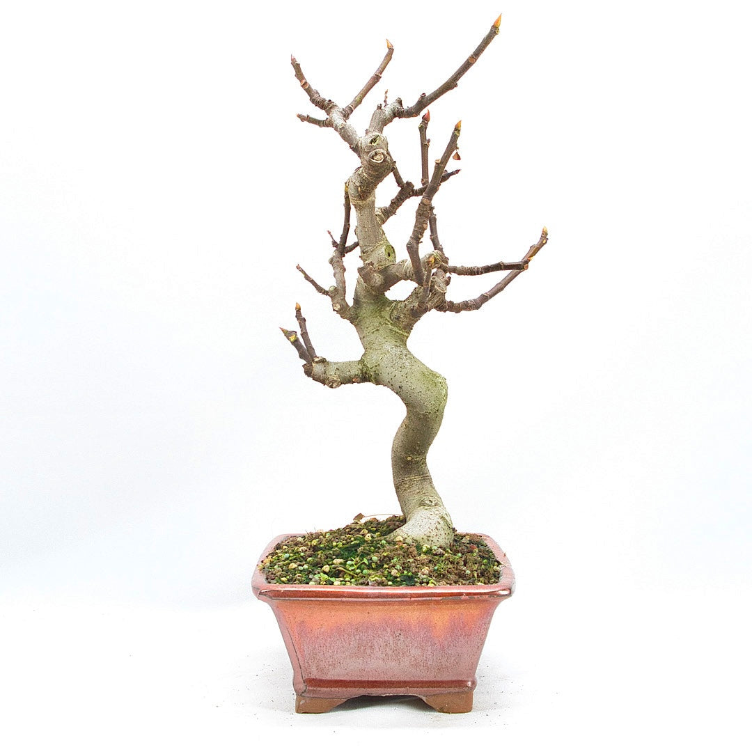 Essfeige 'Ficus carica'