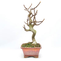 Essfeige 'Ficus carica'