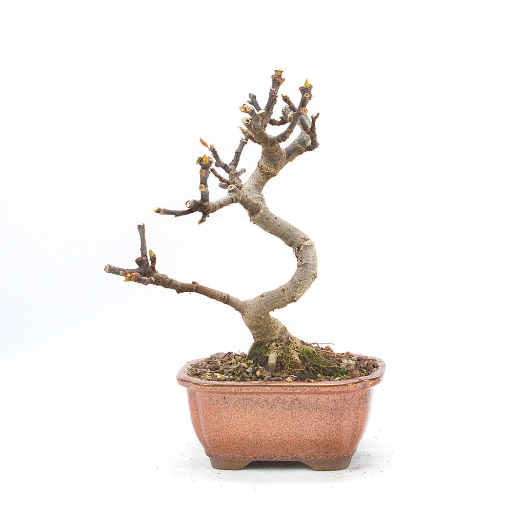 Essfeige 'Ficus carica'