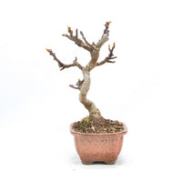 Essfeige 'Ficus carica'