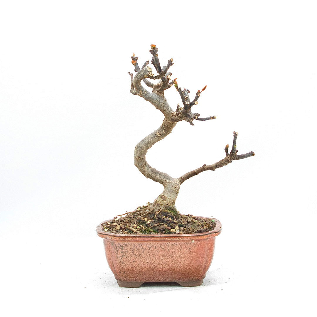 Essfeige 'Ficus carica'